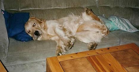 Golden retriever Leregårdens Luck  billede 8