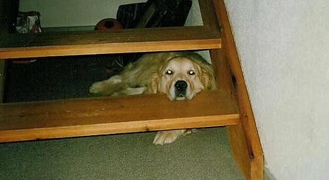 Golden retriever Leregårdens Luck  billede 9