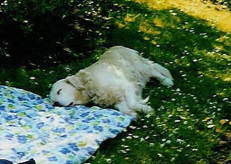 Golden retriever Leregårdens Luck  billede 10