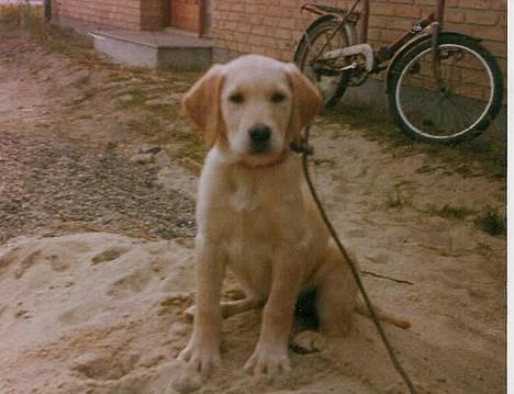 Labrador retriever Trold (Død) billede 1