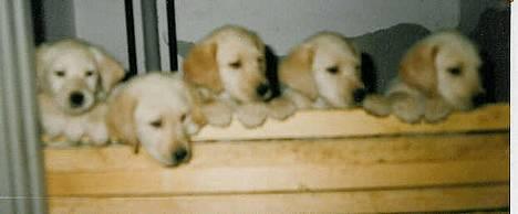 Labrador retriever Trold (Død) - hendes hvalpe billede 3