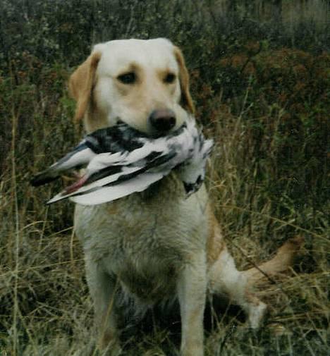 Labrador retriever Trold (Død) billede 4