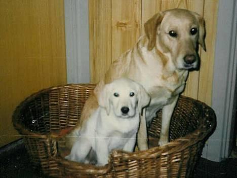 Labrador retriever Trold (Død) billede 5