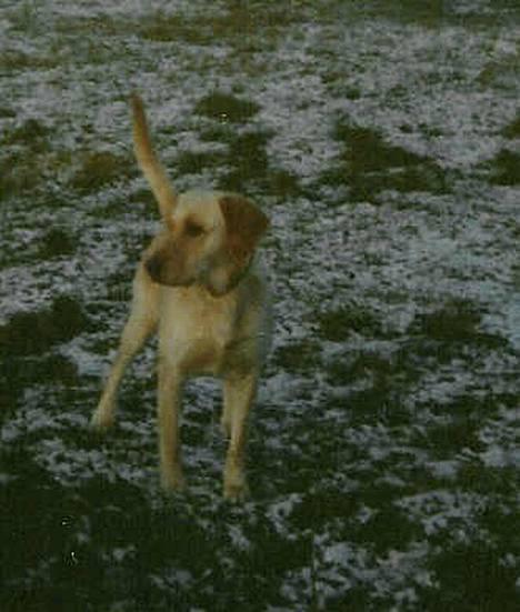Labrador retriever Trold (Død) billede 6