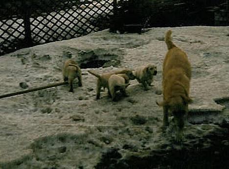 Labrador retriever Trold (Død) billede 7