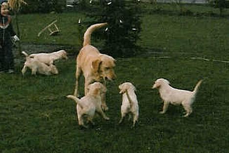 Labrador retriever Trold (Død) billede 8