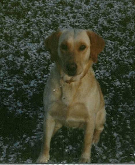 Labrador retriever Trold (Død) billede 9