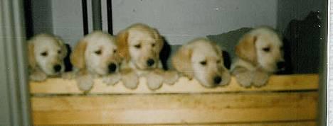 Labrador retriever Trold (Død) - hendes hvalpe billede 10