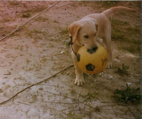 Labrador retriever Trold (Død) billede 2