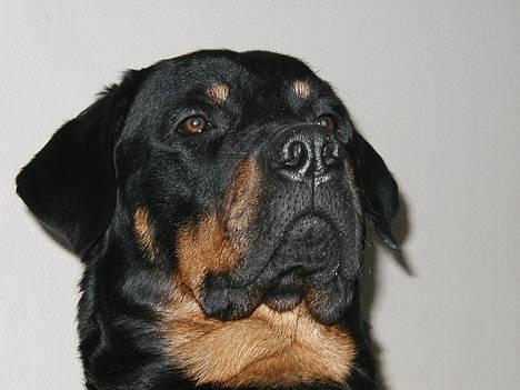 Rottweiler Balder billede 1