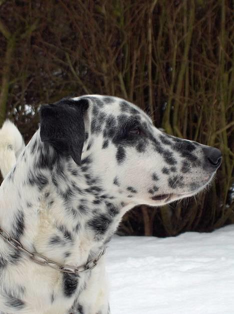 Blanding af racer Rollo - Rollo den 28 December 2005 billede 1