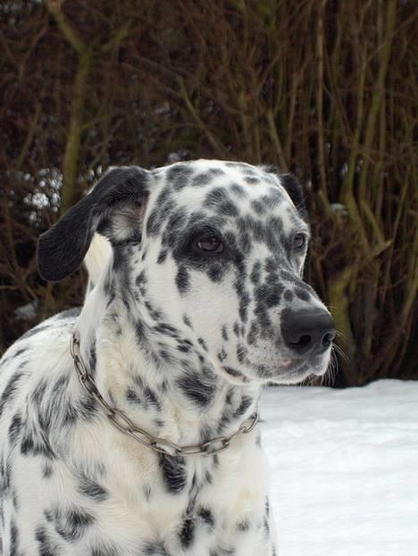 Blanding af racer Rollo - Rollo den 28 December 2005 billede 2