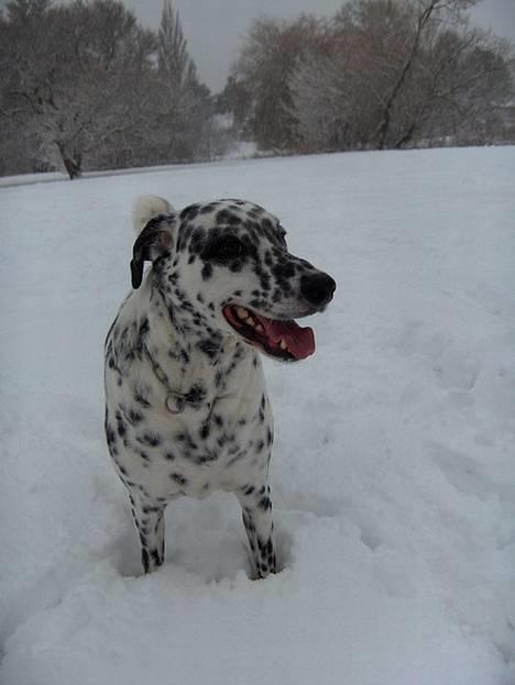 Blanding af racer Rollo - Rollo den 29 December 2005. Han elsker sne ;D billede 3