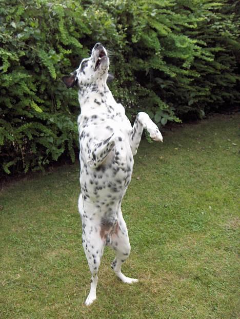 Blanding af racer Rollo - stejle..stejle billede 4