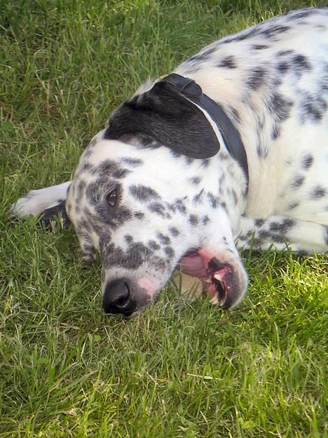 Blanding af racer Rollo billede 5