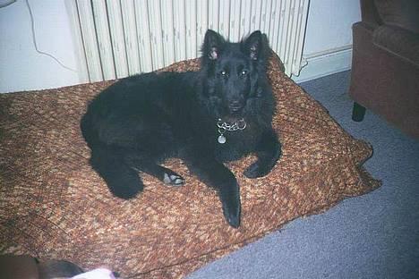 Groenendael Si Stells Exon billede 2