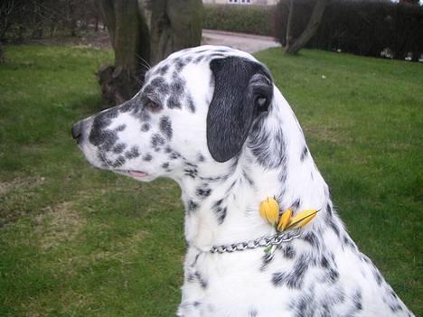 Blanding af racer Rollo billede 6