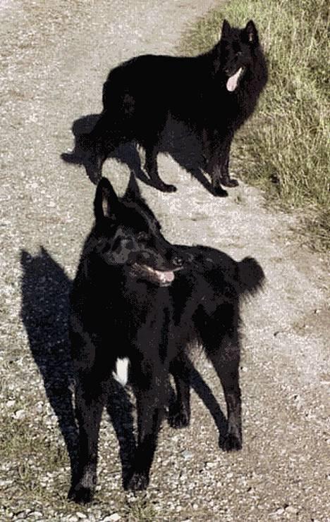 Groenendael Elmelys Kiami - Kiami og exon billede 3