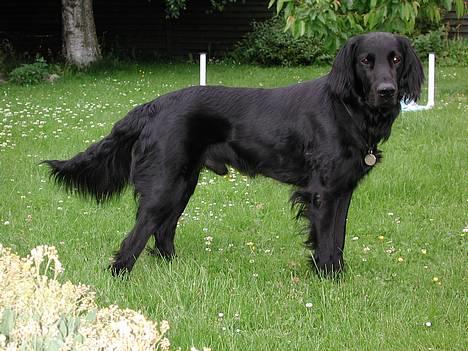 Flat coated retriever Lucky billede 1