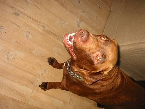 Labrador retriever James Brown (Fido) billede 1