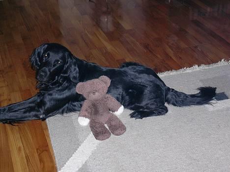 Flat coated retriever Lucky billede 2