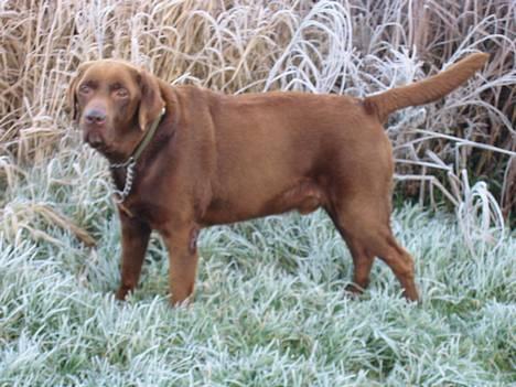 Labrador retriever James Brown (Fido) billede 2