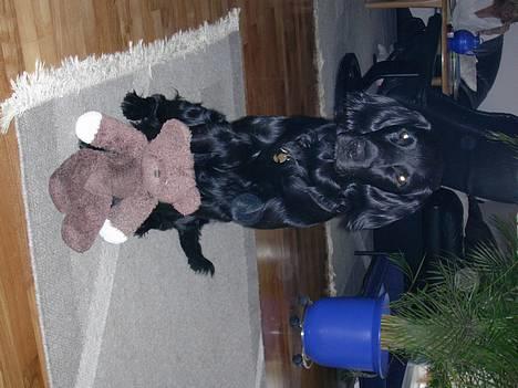 Flat coated retriever Lucky billede 3