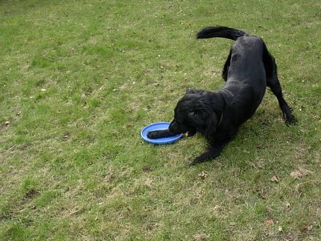 Flat coated retriever Lucky billede 4