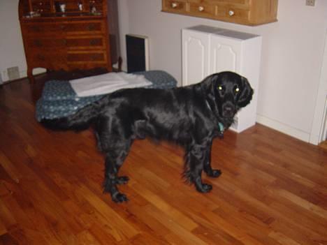 Flat coated retriever Lucky billede 6