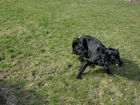 Flat coated retriever Lucky billede 5