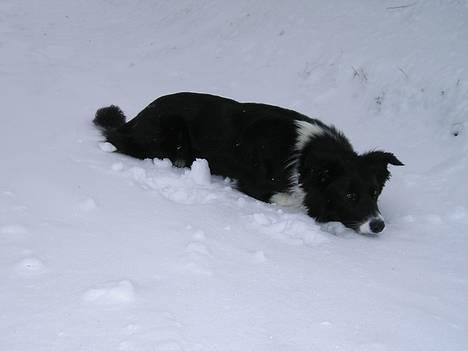 Border collie Eisse's Bold Blackie - j billede 2