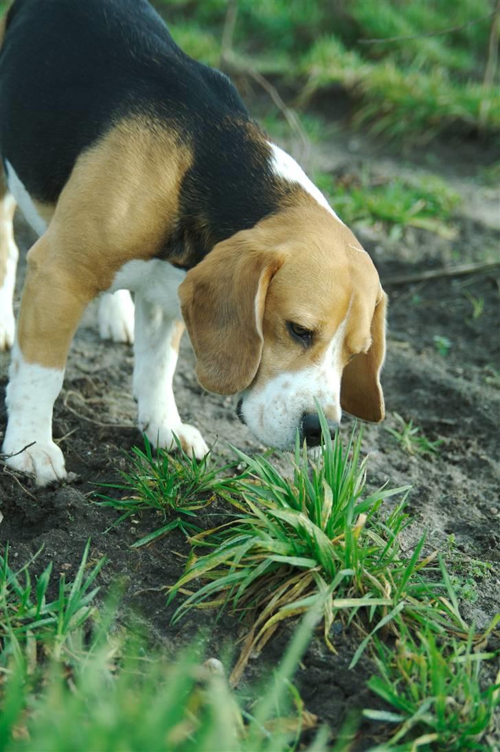 Beagle Lucas - Hvil I Fred  - Lucas som ganske lille ;b  billede 1