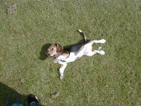 Beagle Lucas - Hvil I Fred  - At rulle på græs er det bedste :o) billede 2