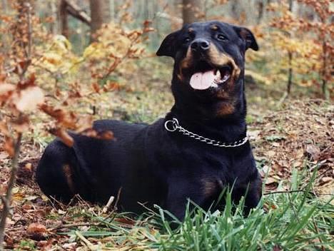 Rottweiler Heita billede 1
