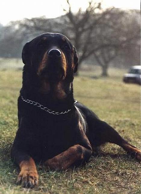 Rottweiler Heita billede 2