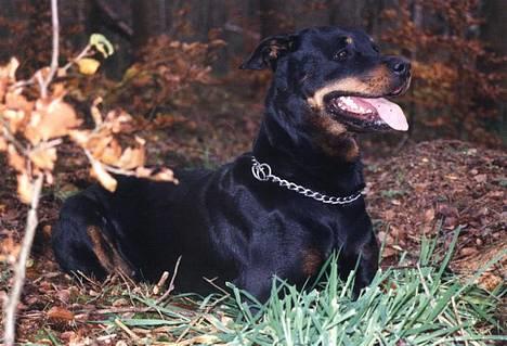 Rottweiler Heita billede 3