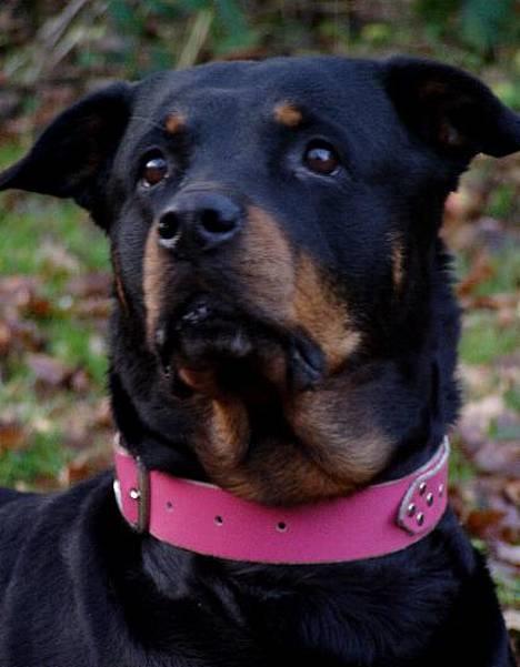 Rottweiler Heita billede 4