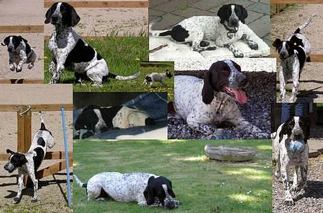 Blanding af racer Pasha - Pasha collage billede 6