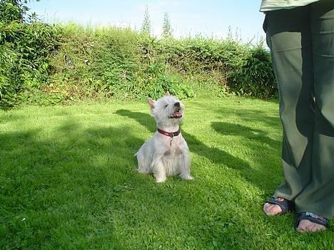 West highland white terrier Bess of white Roses - se mor jeg kan godt sidde pænt... billede 10