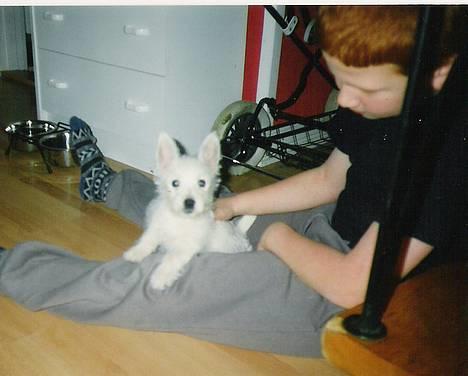 West highland white terrier rødebro´s ringo *RIP* - her er jeg som hvalp... billede 6