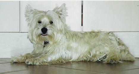 West highland white terrier rødebro´s ringo *RIP* billede 7