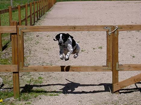 Blanding af racer Pasha - JAAAAAaaaahhhhhh!!!!!! billede 8