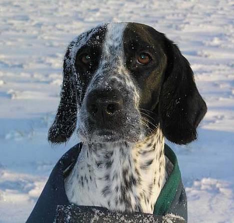 Blanding af racer Pasha - Pasha i sneen :o) billede 9