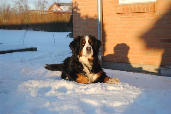 Berner sennenhund Sui - Smukke mig! billede 1