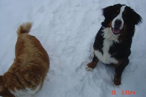 Berner sennenhund Sui - Hej! Jeg eeelsker at blive fotograferet! billede 2