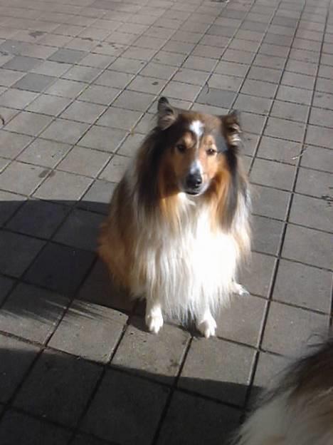 Collie langhåret Golden Maskot R.I.P <3 - Her kan du se mig, er jeg ikke bare flot? billede 4