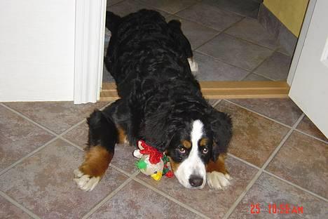 Berner sennenhund Sui - Jeg putter lige med min julegave! billede 3