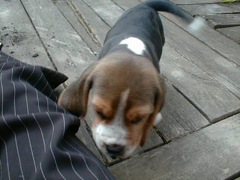 Beagle Lucas - Hvil I Fred  - Baby Lucas. billede 4