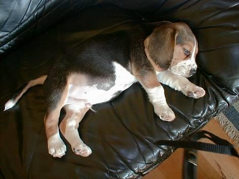 Beagle Lucas - Hvil I Fred  - Baby Lucas * Gotta love it!  billede 5