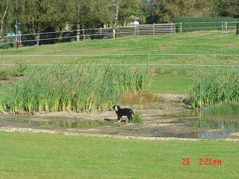 Berner sennenhund Sui - MOOOAAAR! Selvom den næsten er tørret ud, bliver jeg stadig lidt ren!!! billede 4